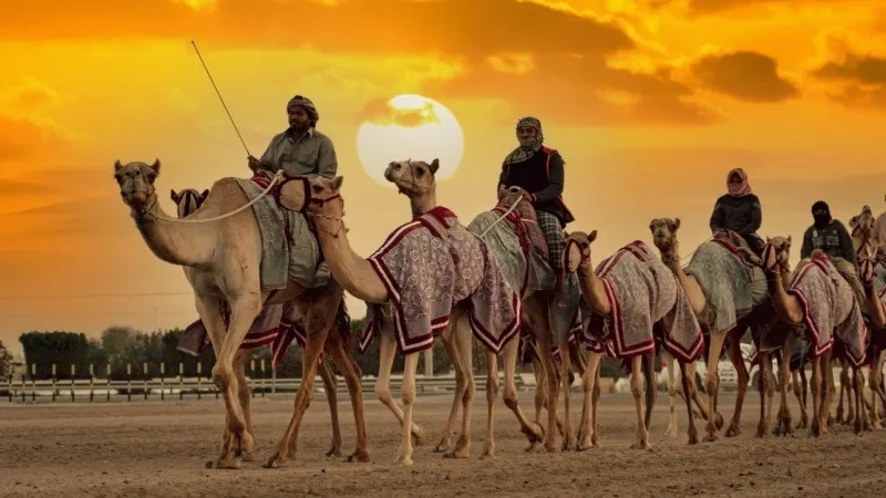 Qatar Camel Festival