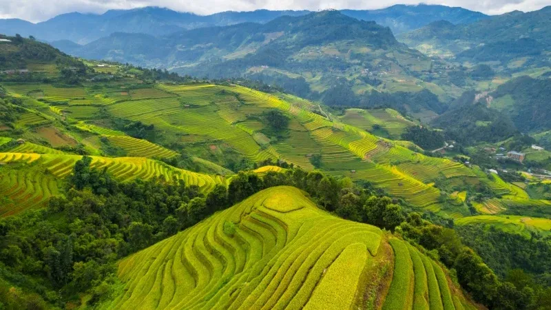 Sapa