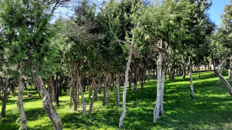 Why Raghadan Forest is the Perfect Spot