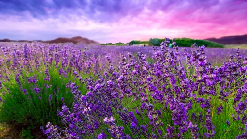 Lavender Garden