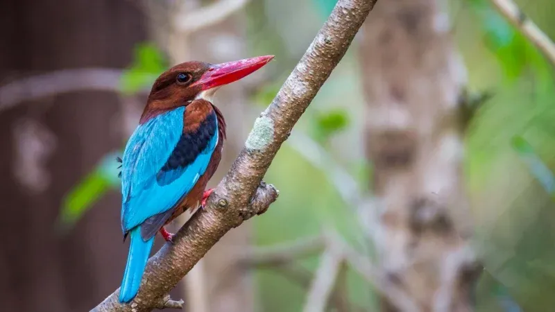 Al Kharrarah National Park