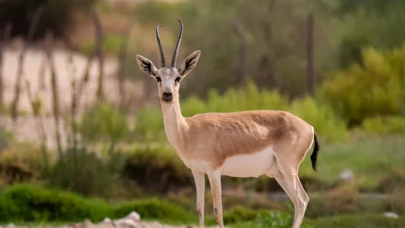 Witness Diverse Wildlife
