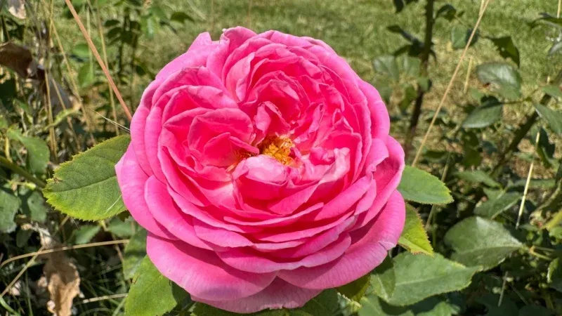 Rose Fields