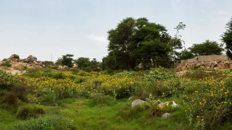 Aseer National Park