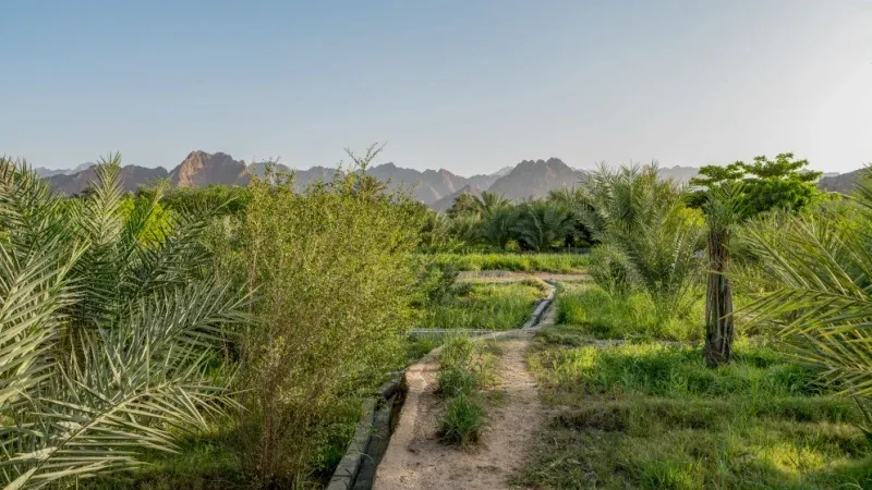 Hatta Falaj