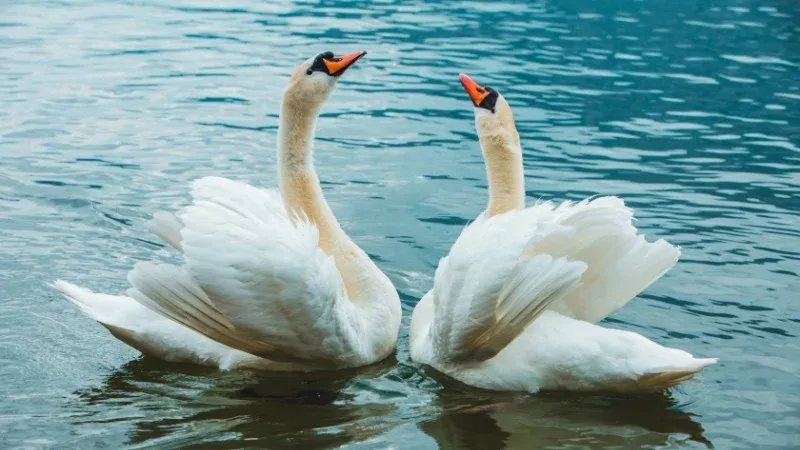 Hatta Swan Lake