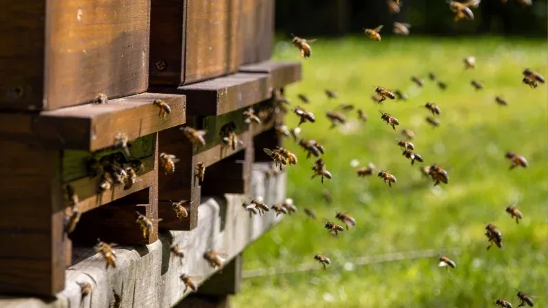 Honeybee Discovery Centre