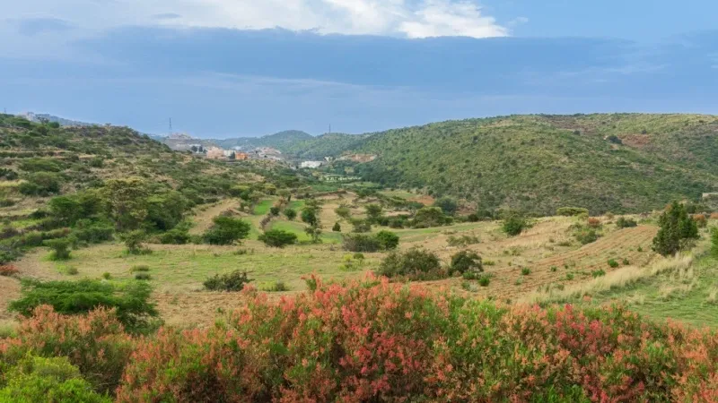 Abha