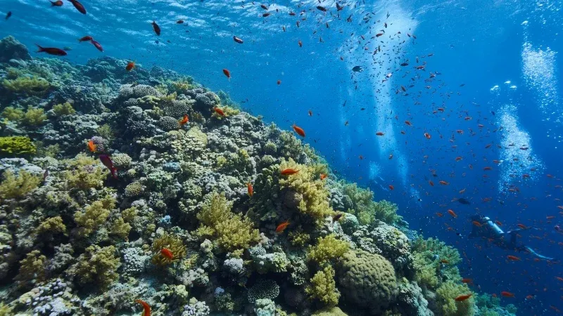Tiran Island