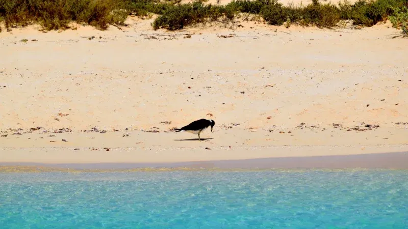 Umluj Island