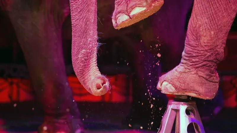 Elephant Puppetry