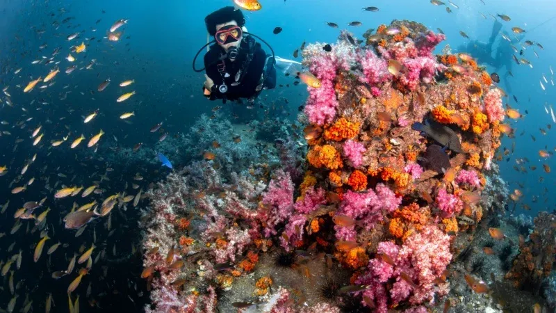 Scuba Diving