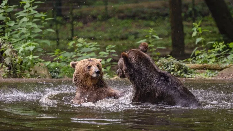 Wildlife Interaction
