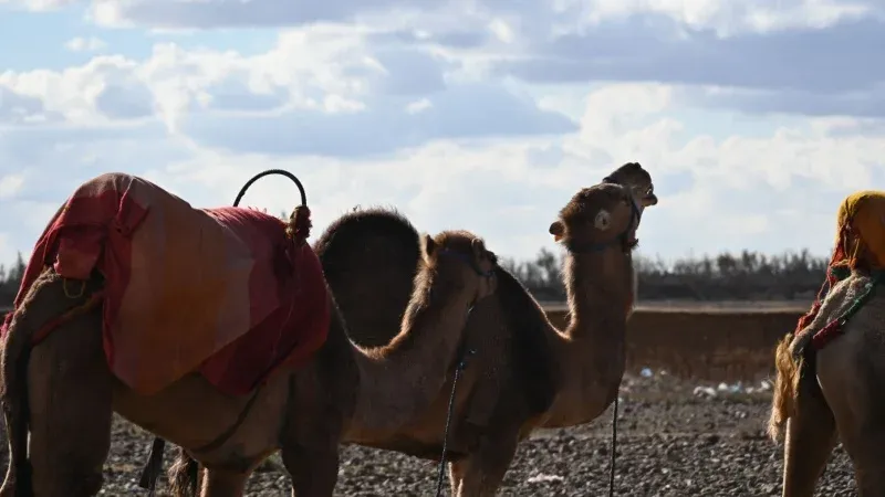Camel Trekking