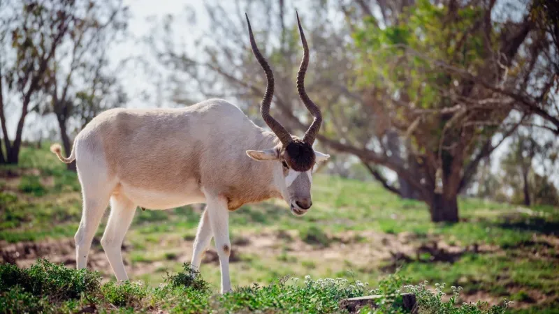 Souss-Massa National Park