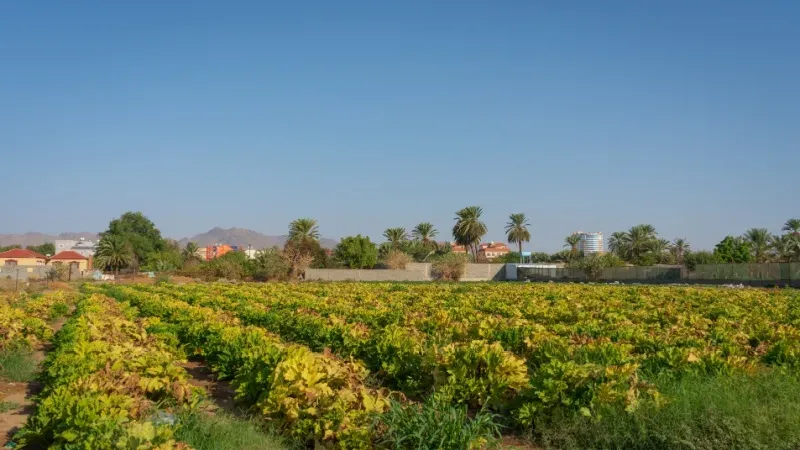 Al Liwan Farm
