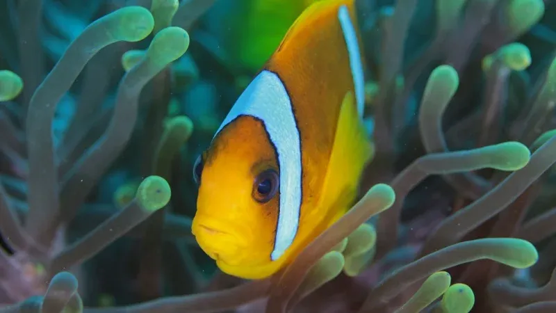 Fakieh Aquarium