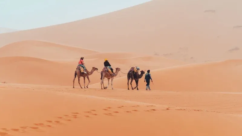 Camel Trekking in the Sahara Desert
