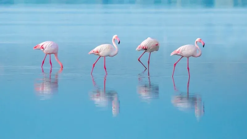Birdwatching at Dayet Srji Lake