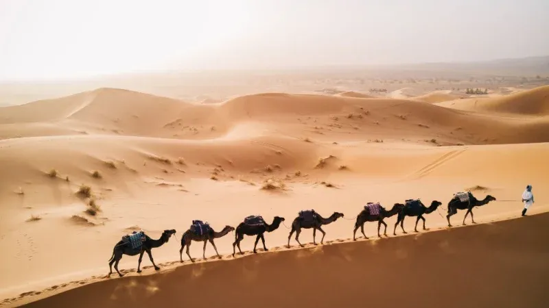 Camel Trail (Darb Al-Jamal)