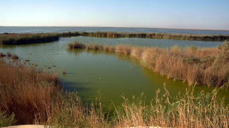 Discover Al Asfar Lake: A Haven for Wildlife, Nature & Adventure
