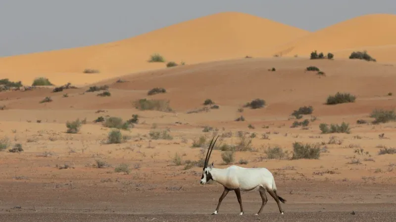 Uruq Bani Ma’arid Reserve