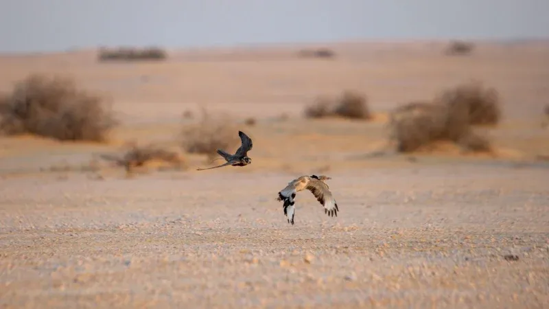 Saja and Umm Al-Ramth Wildlife Reserve
