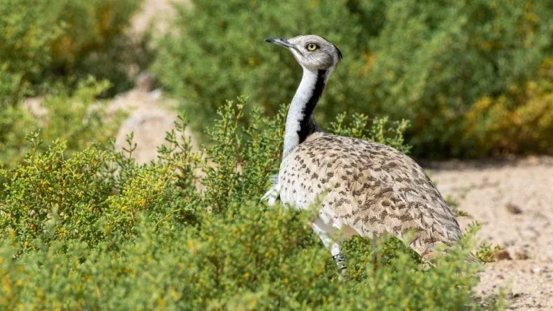 Imam Turki bin Abdullah Royal Nature Reserve