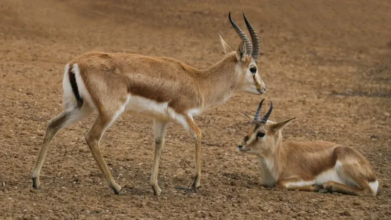King Salman bin Abdulaziz Royal Natural Reserve