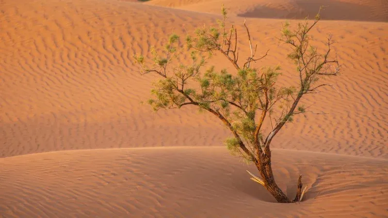 Zagora Desert