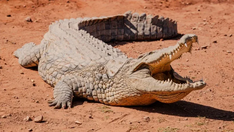 Crocoparc Agadir
