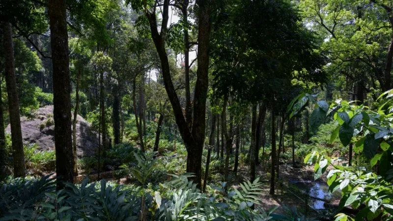 Go on a Guided Zanzibar Spice Farm Tour