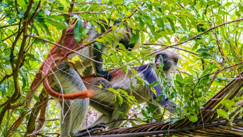 Encounter the Rare Red Colobus Monkeys at Jozani Forest