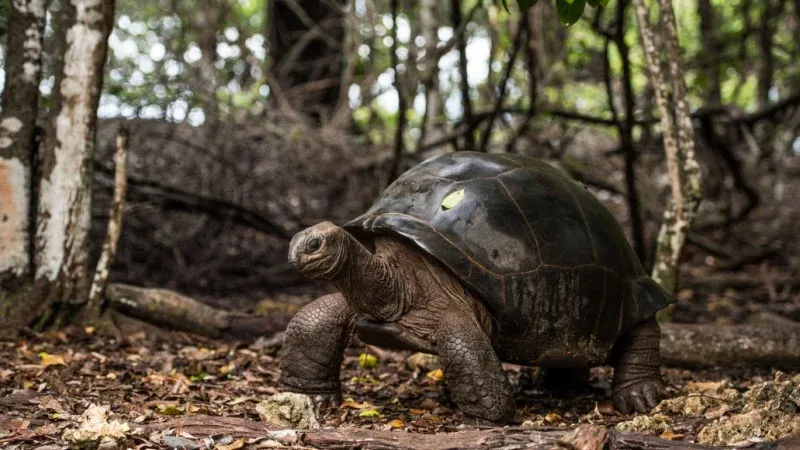 Meet the Giant Tortoises of Prison Island
