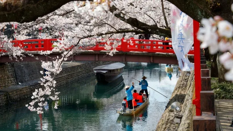 Embark on a Hanami Boat Tour along Suimon-Gawa Canal