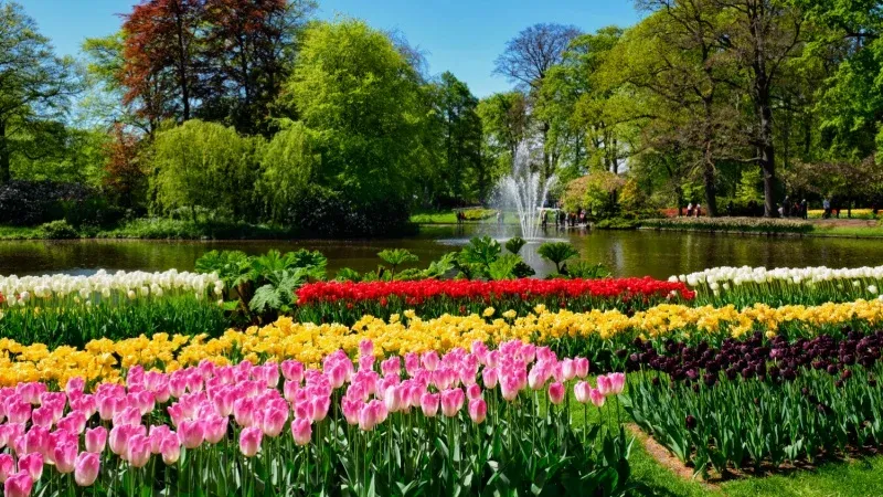 Enjoy a serene day trip to the Keukenhof Gardens