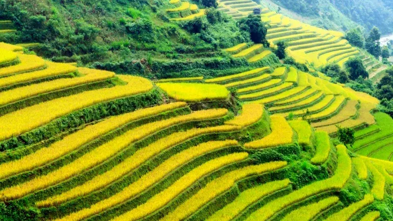 Trek Through the Rice Terraces of Sapa