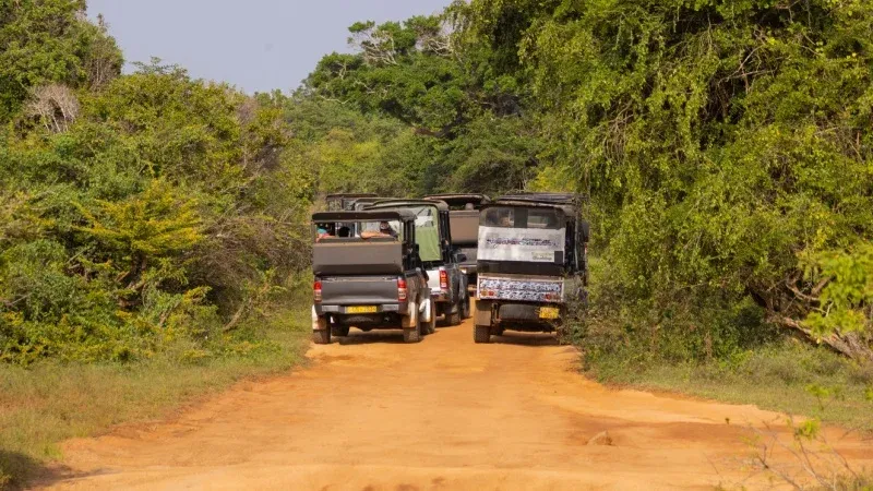 Embark on Off-Road Buggy Rides