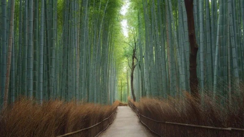 Arashiyama Bamboo Grove