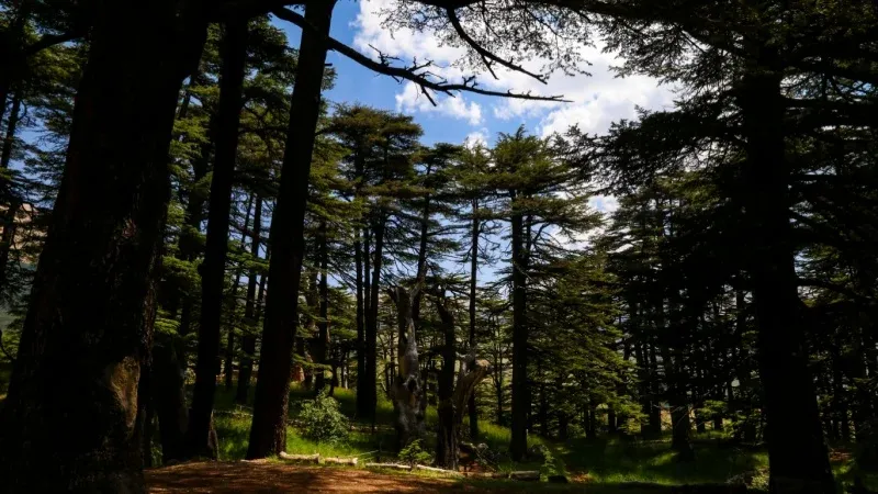 Explore the Famous Cedars of God Forest