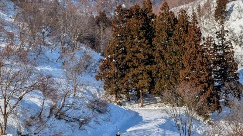 Ski at Cedars Ski Resort
