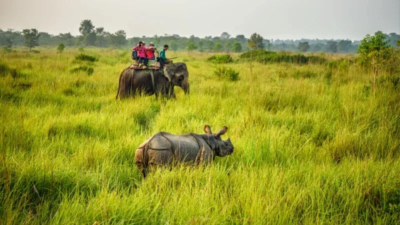 Go on a Wildlife Safari in Chitwan National Park