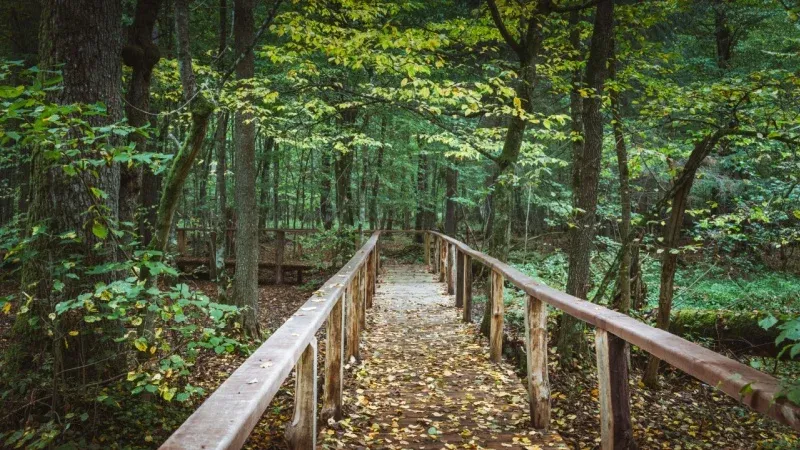 Białowieża Forest