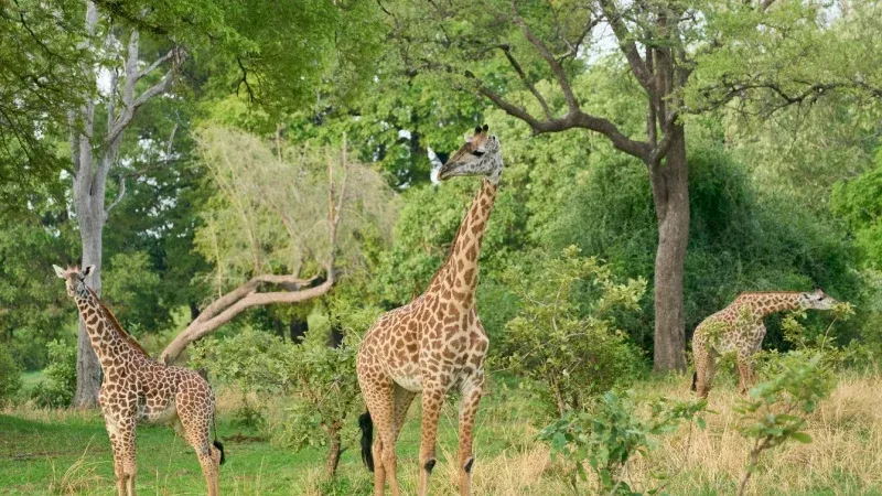 South Luangwa National Park