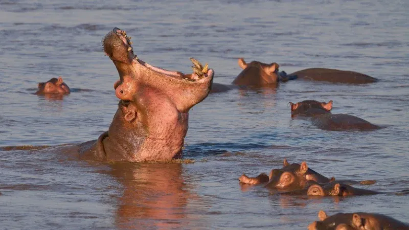 Kasanka National Park