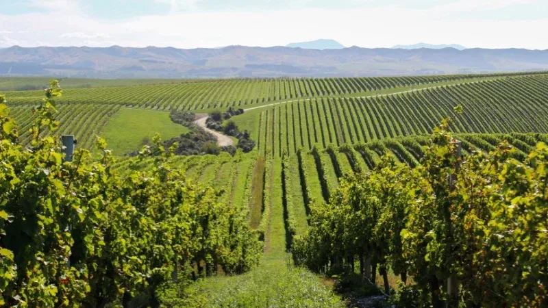 Go Wine-tasting in Marlborough