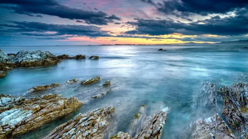 Discover the Vibrant Sea Life in Kaikoura
