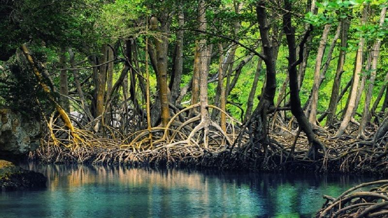 Al Thakira Mangroves Forest END