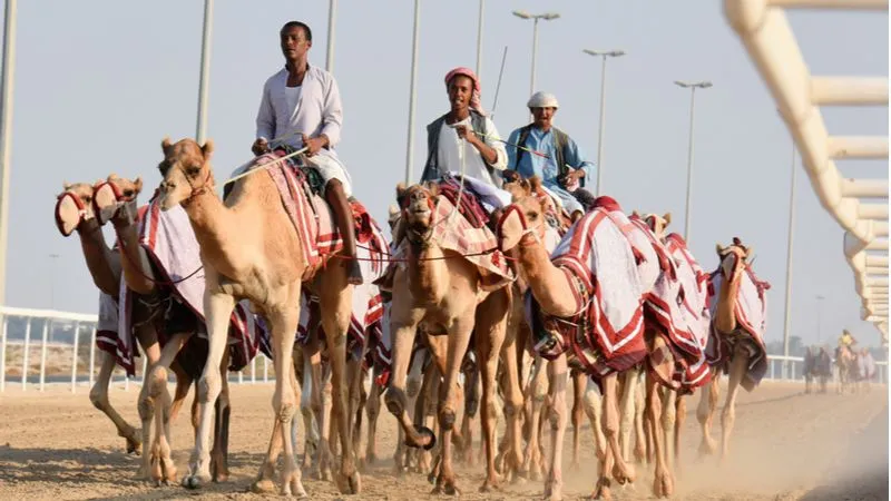 Experience The Joy of Camel Riding Al Shahaniya Camel Race Track
