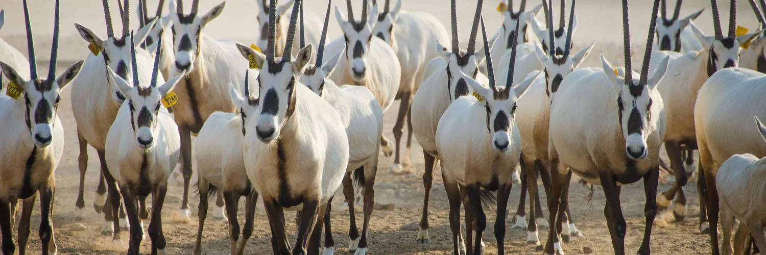 قطر بحياتها البرية: المتنزهات وحدائق الحيوان في قطر للقيام بجولة في الحياة البرية